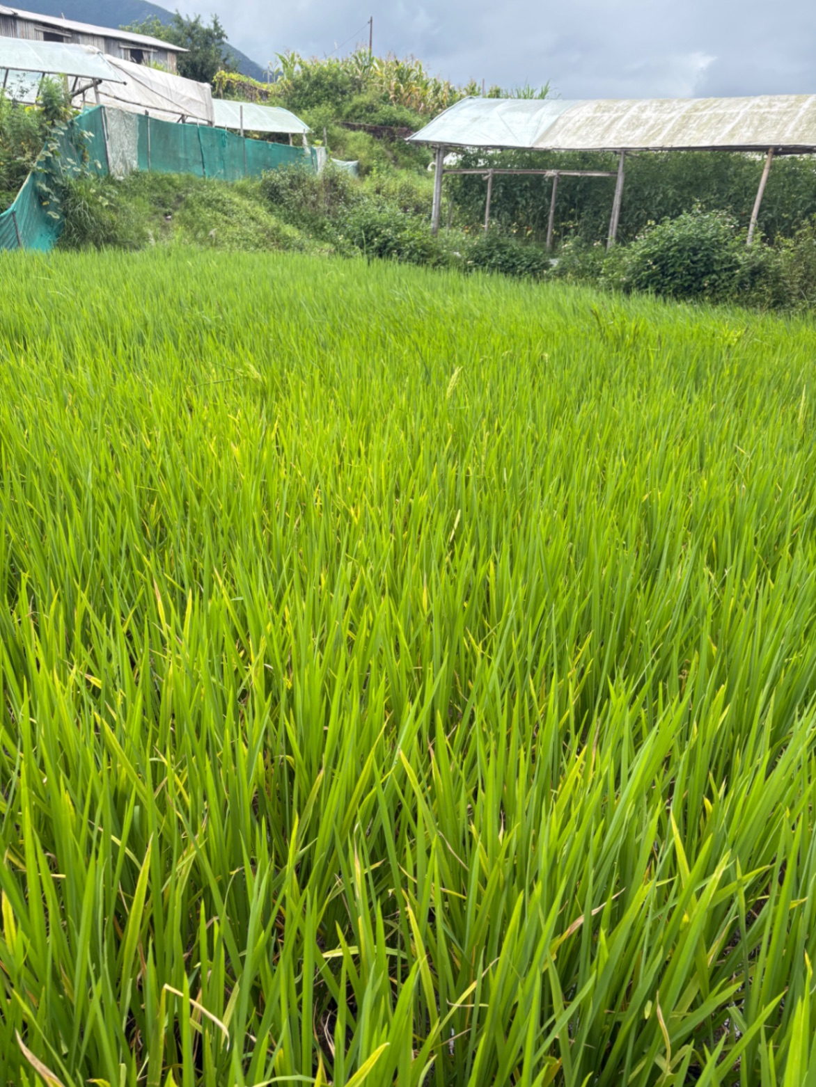 #SS2661 Residential Land on sell at Dahachowk, Chandragiri