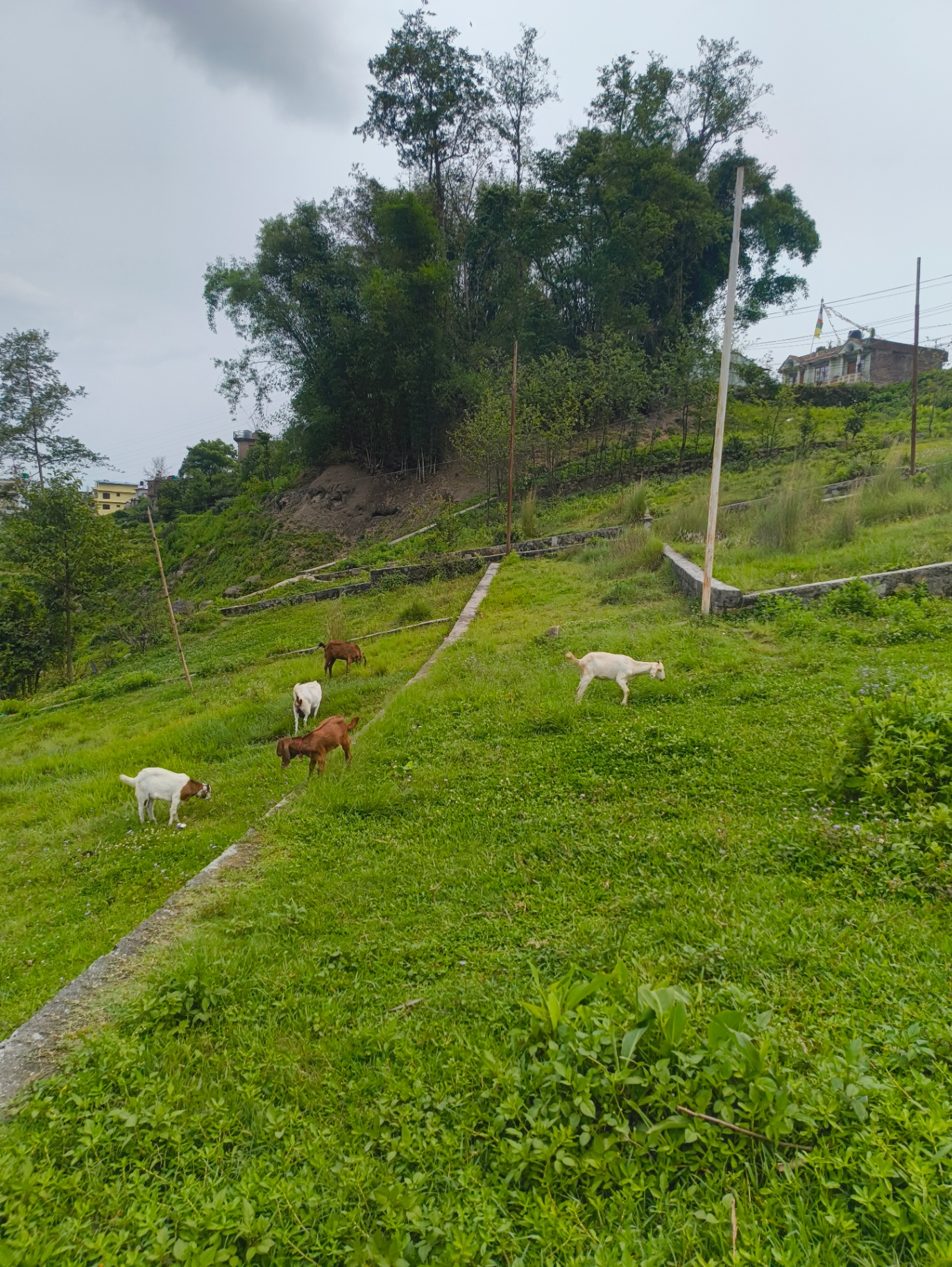 #SS1851 Residential Land on sell at Gokarna , Gokarneshwar