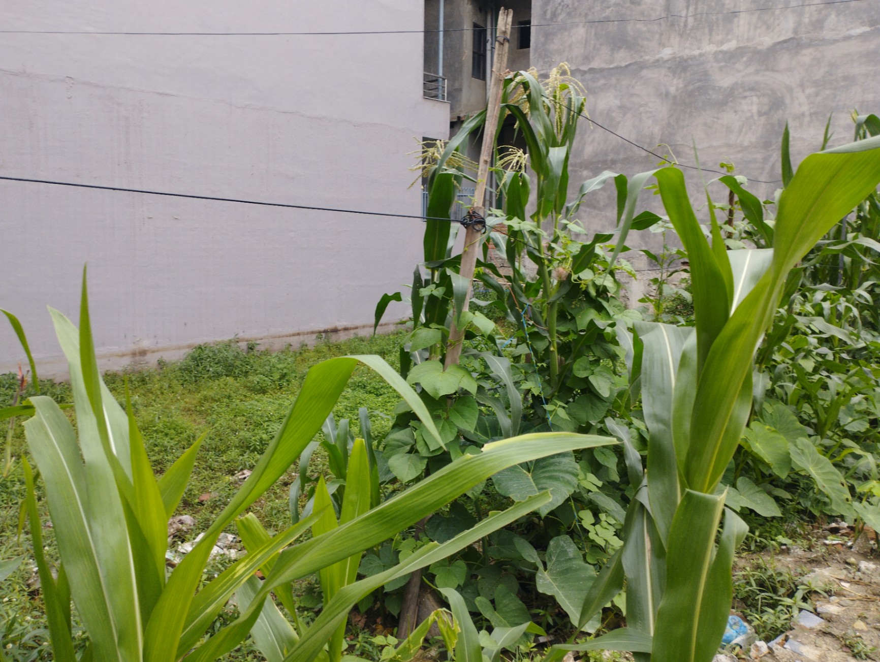 #SS2014 Semi-commericial Land on sell at Chagathali, Mahalaxmi