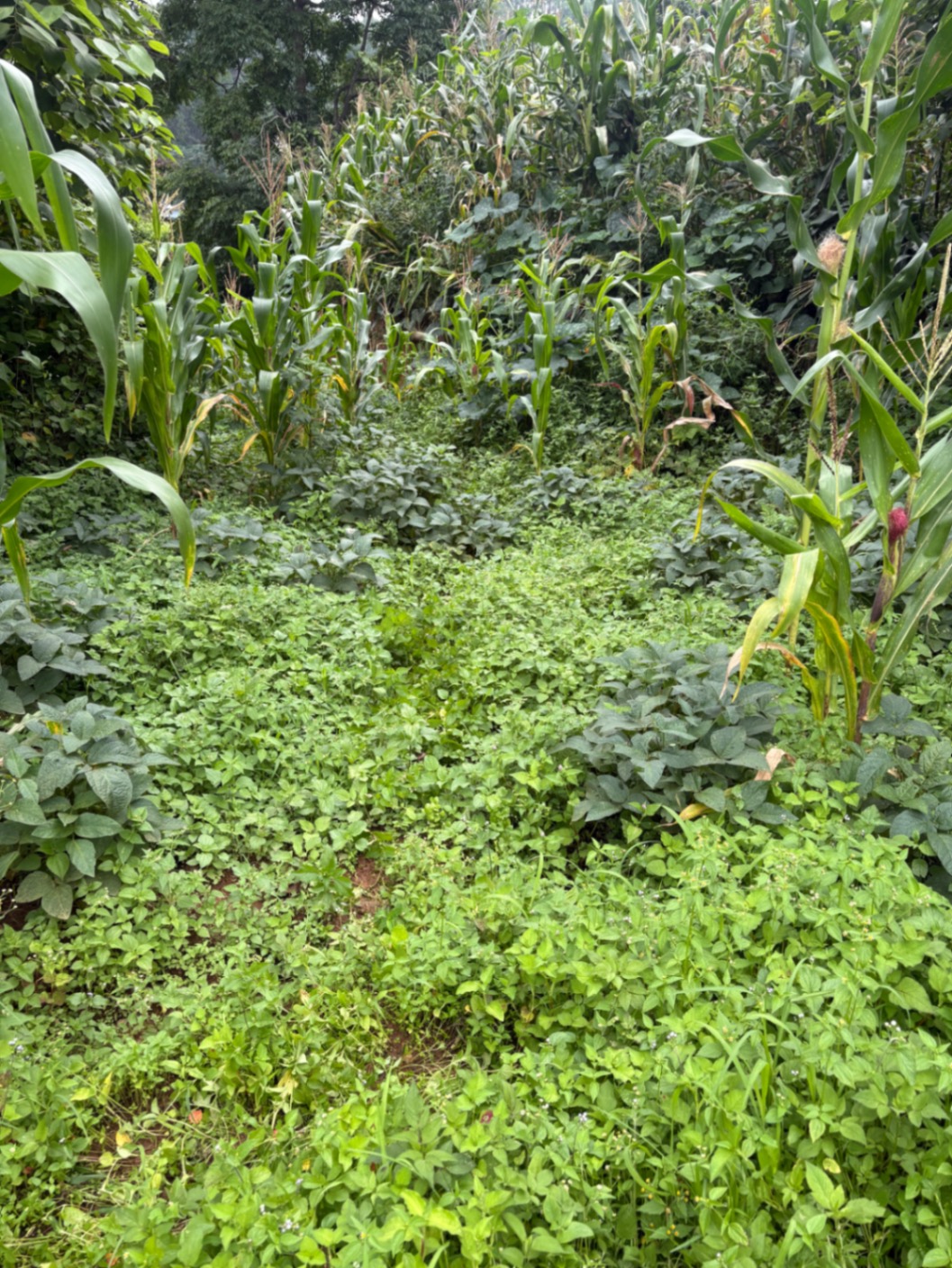 #SS2721 Residential Land on sell at Bhanjang , Dakshinkali