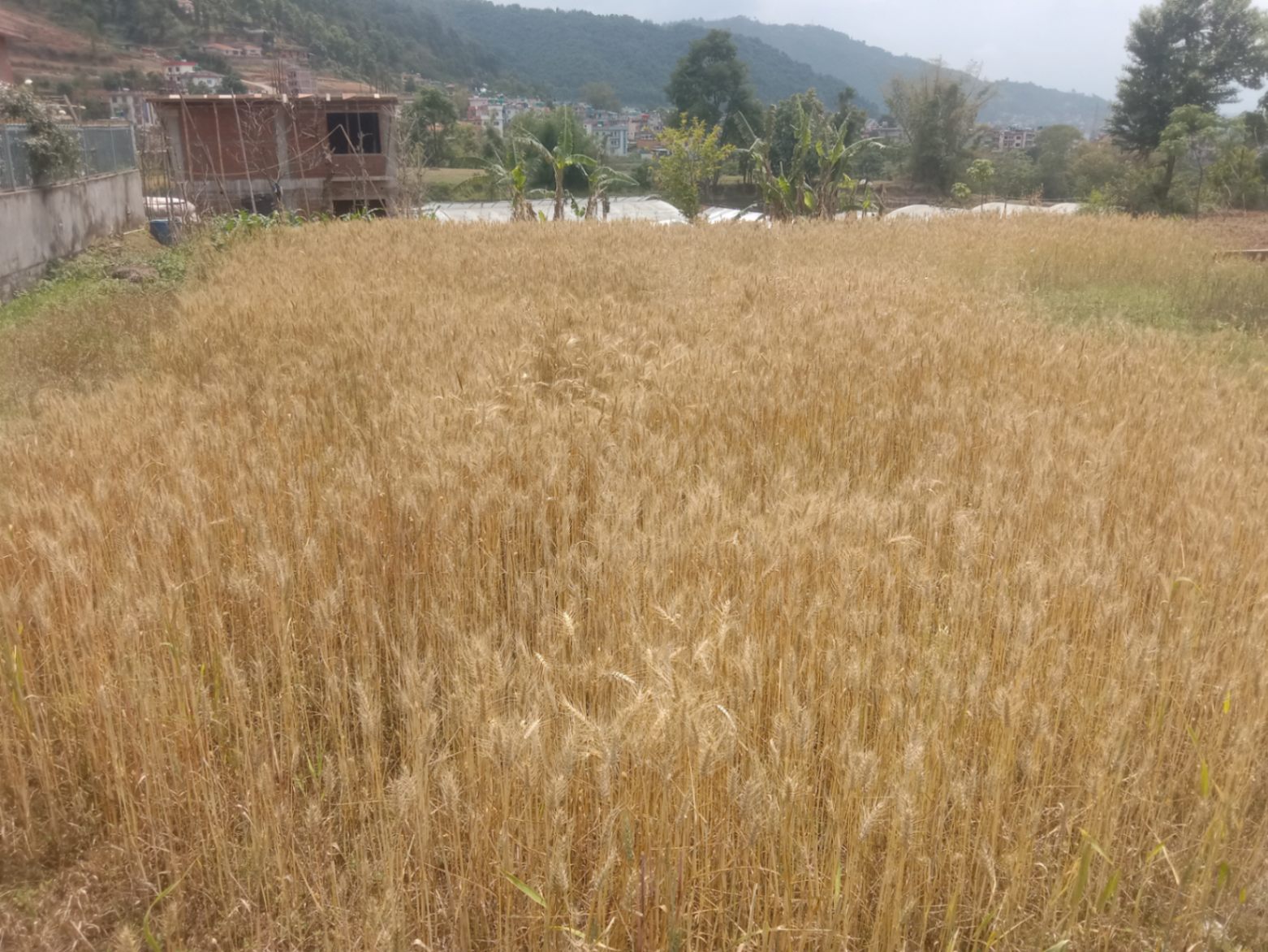 #SS1723 Residential Land on sell at Gundu, Suryabinayak