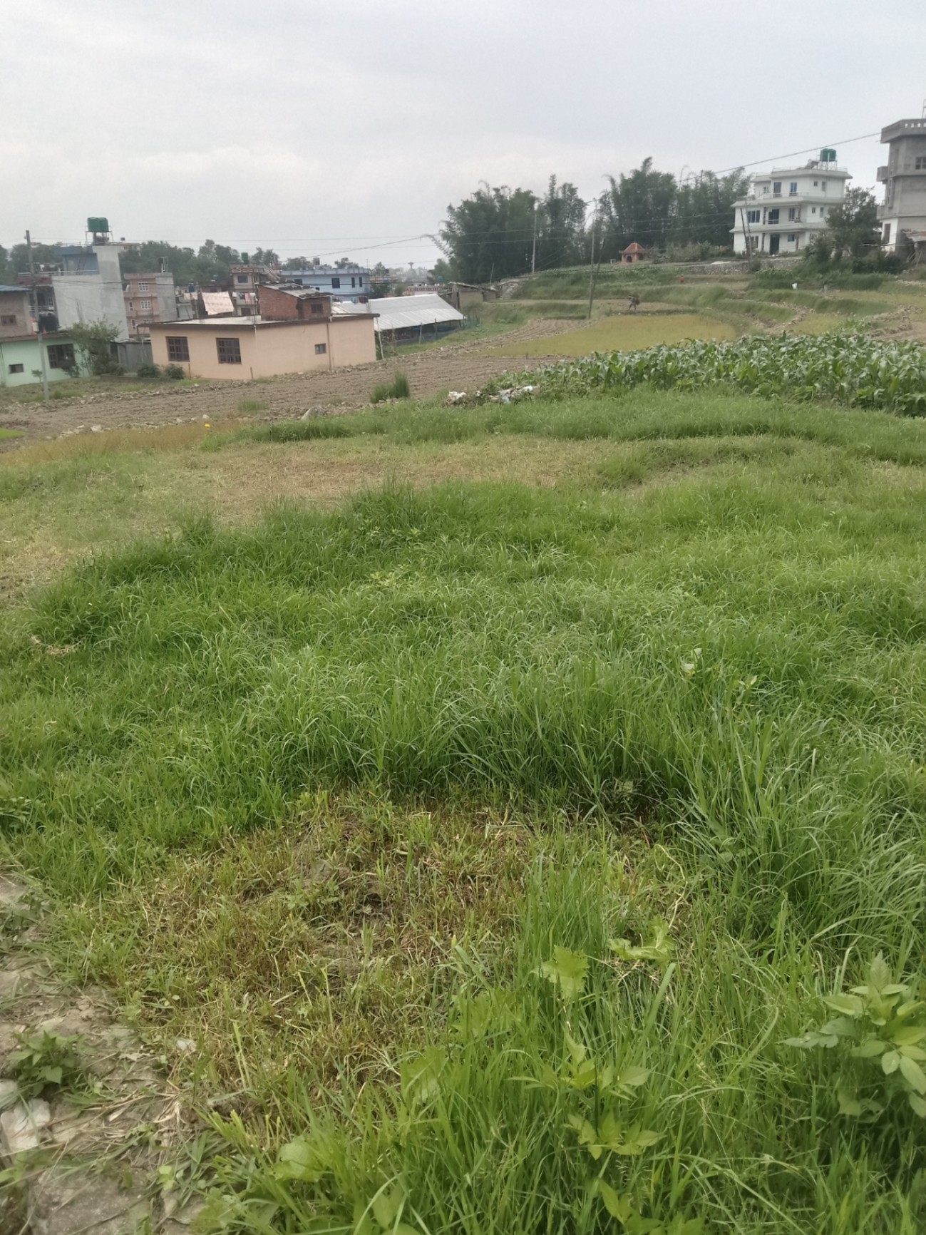 #SS2078 Residential Land on sell at Guruntar, Changunarayan