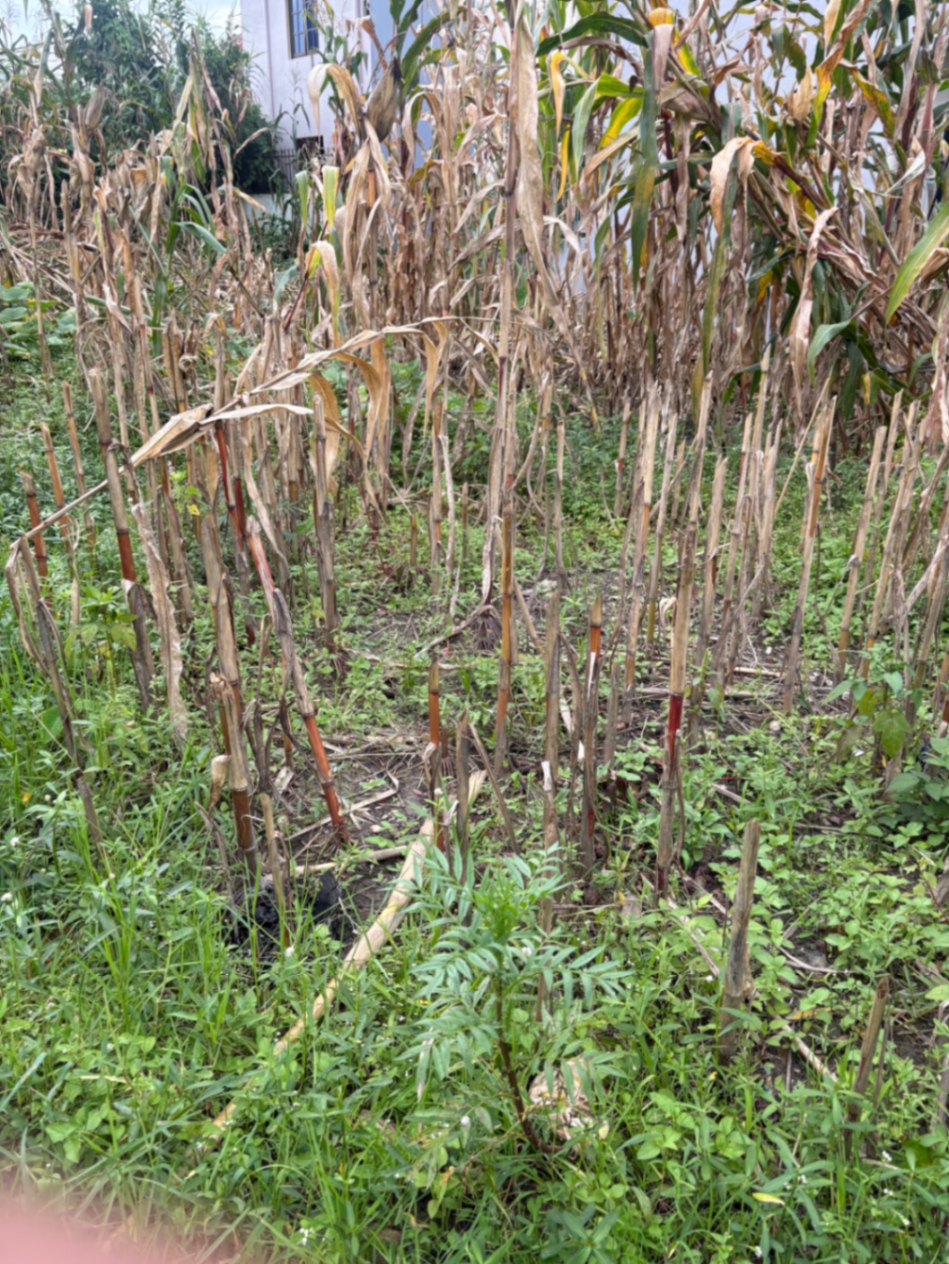 #SS2480 Residential Land on sell at Balambu, Chandragiri
