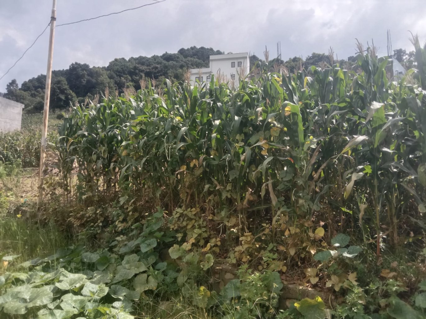 #SS2583 Residential Land on sell at Chittapol, Suryabinayak