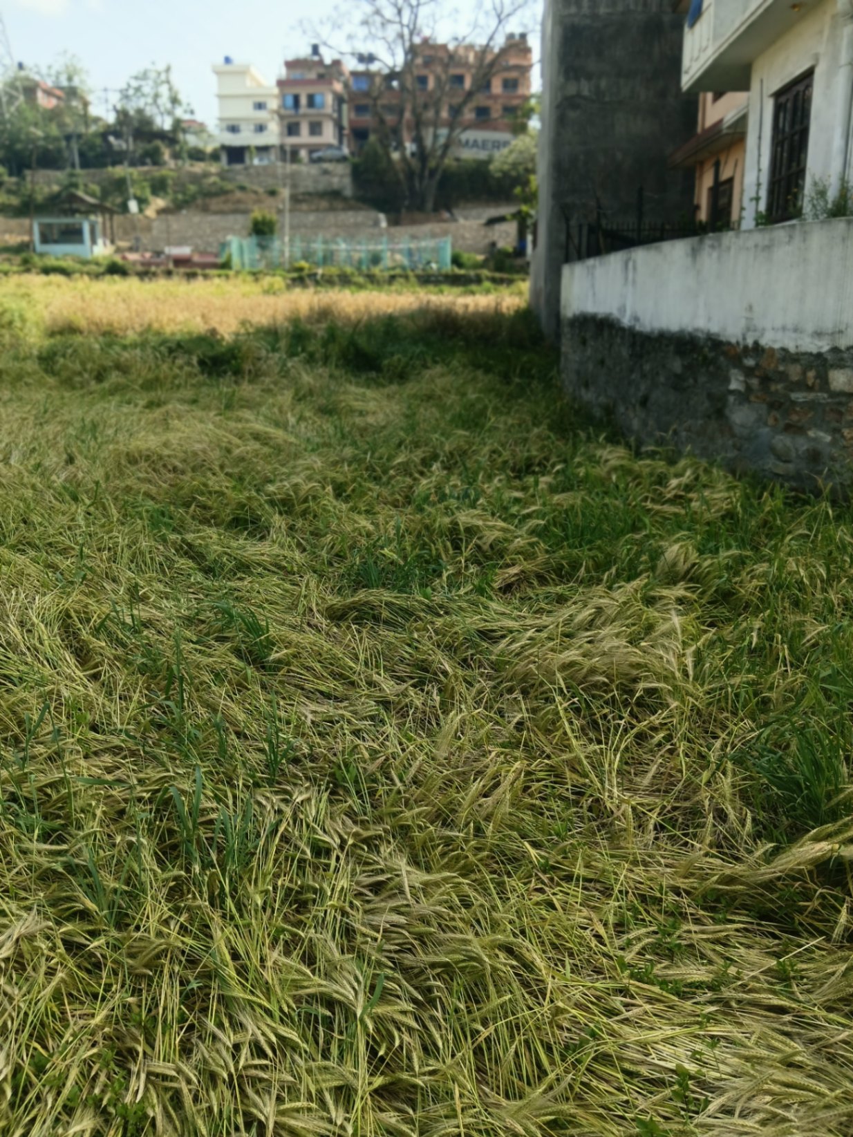 #SS1465 Residential Land on sell at Katunje, Suryabinayak