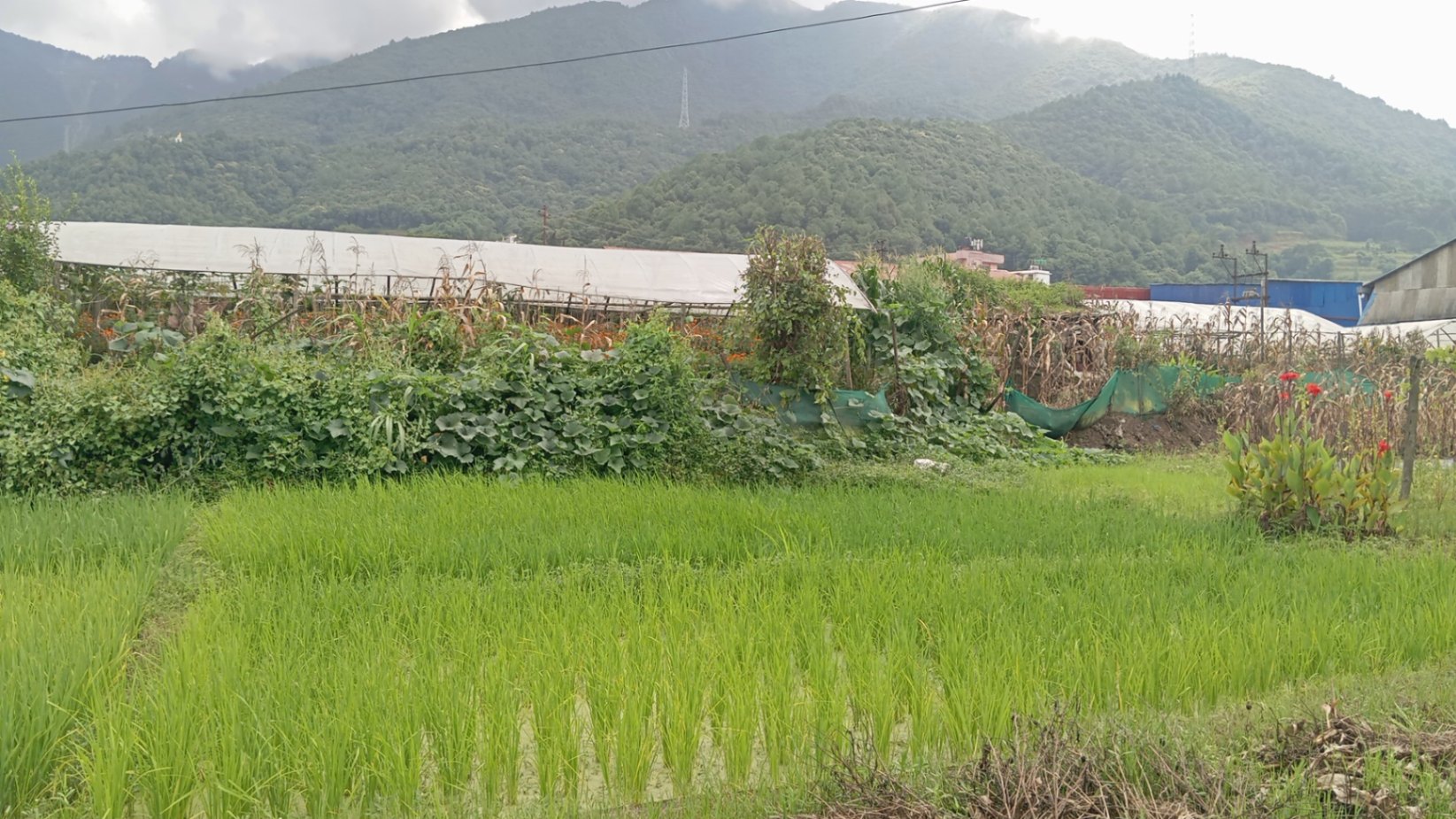 #SS2409 Residential Land on sell at Thankot, Chandragiri