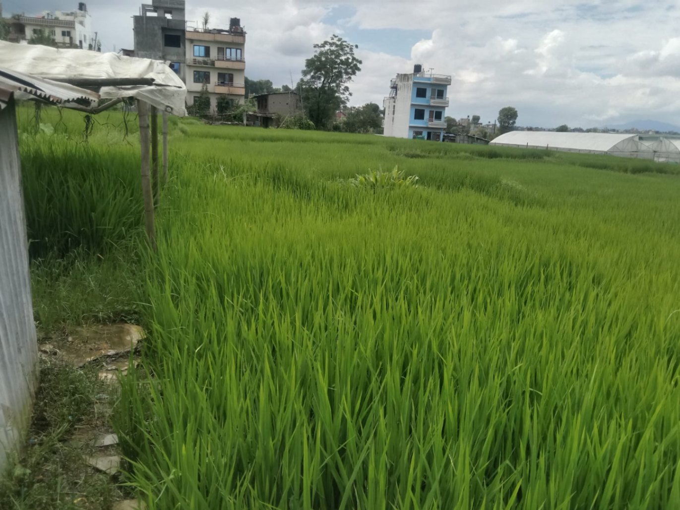 #SS2440 Residential Land on sell at chhaling, Changunarayan