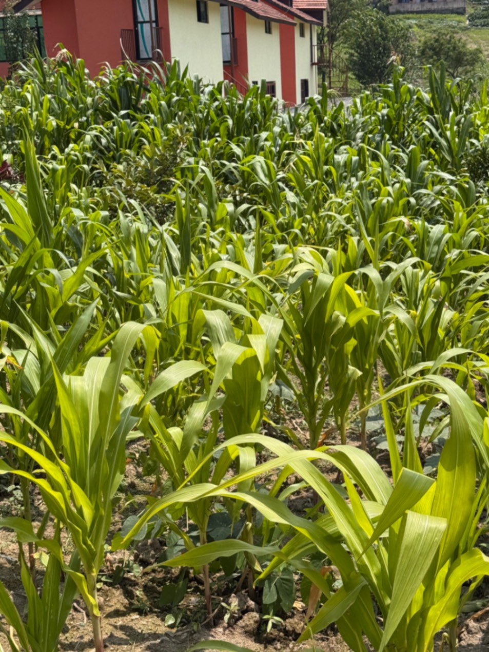 #SS2037 Residential Land on sell at Sirutar, Suryabinayak