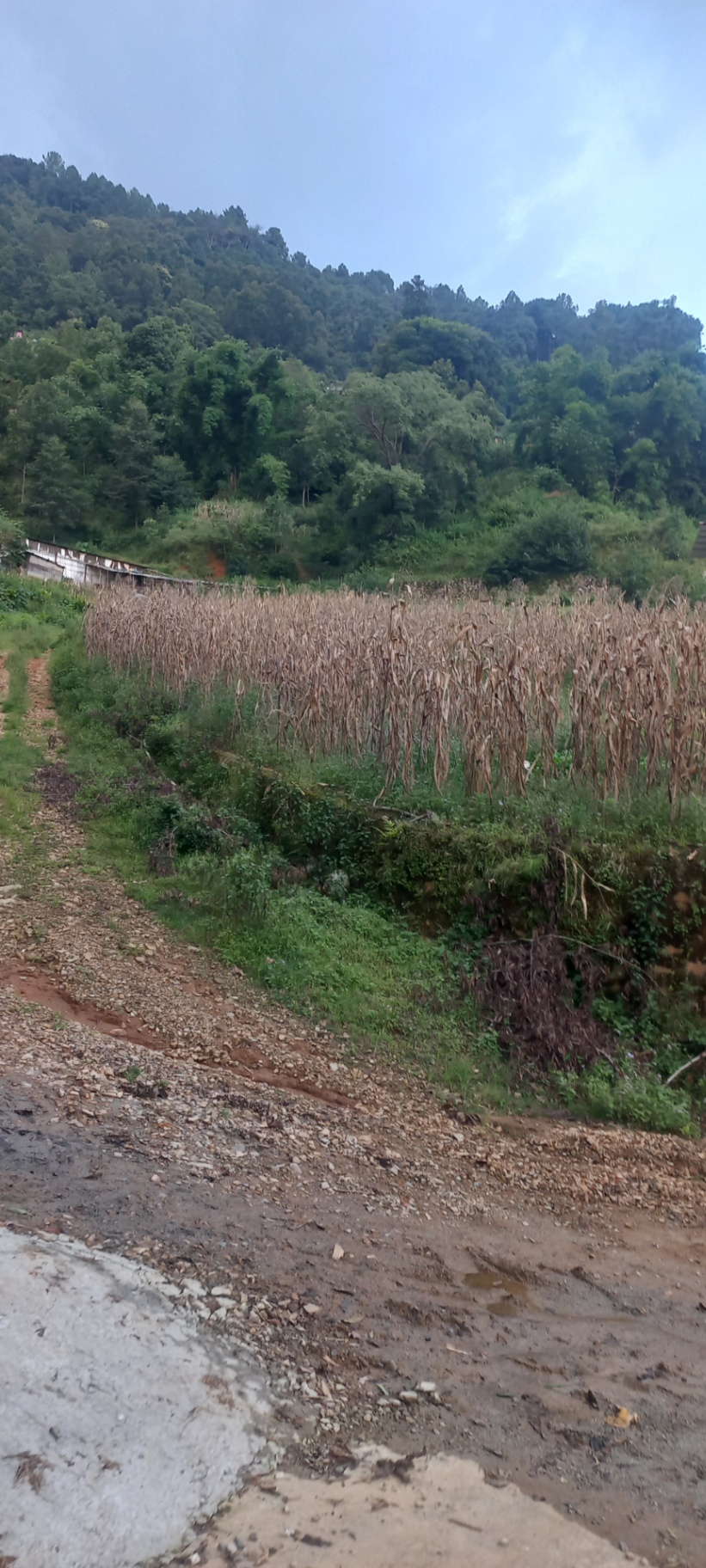 #SS2716 Residential Land on sell at Machhegaun, Kirtipur