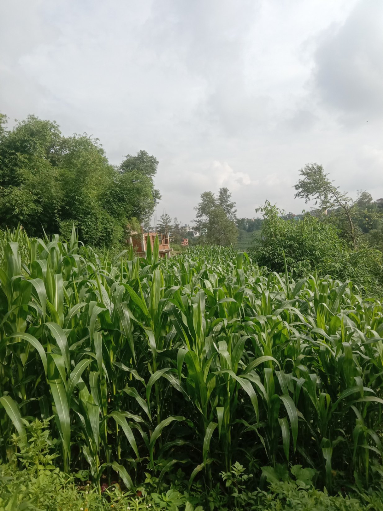 #SS2221 Residential Land on sell at Gundu, Suryabinayak