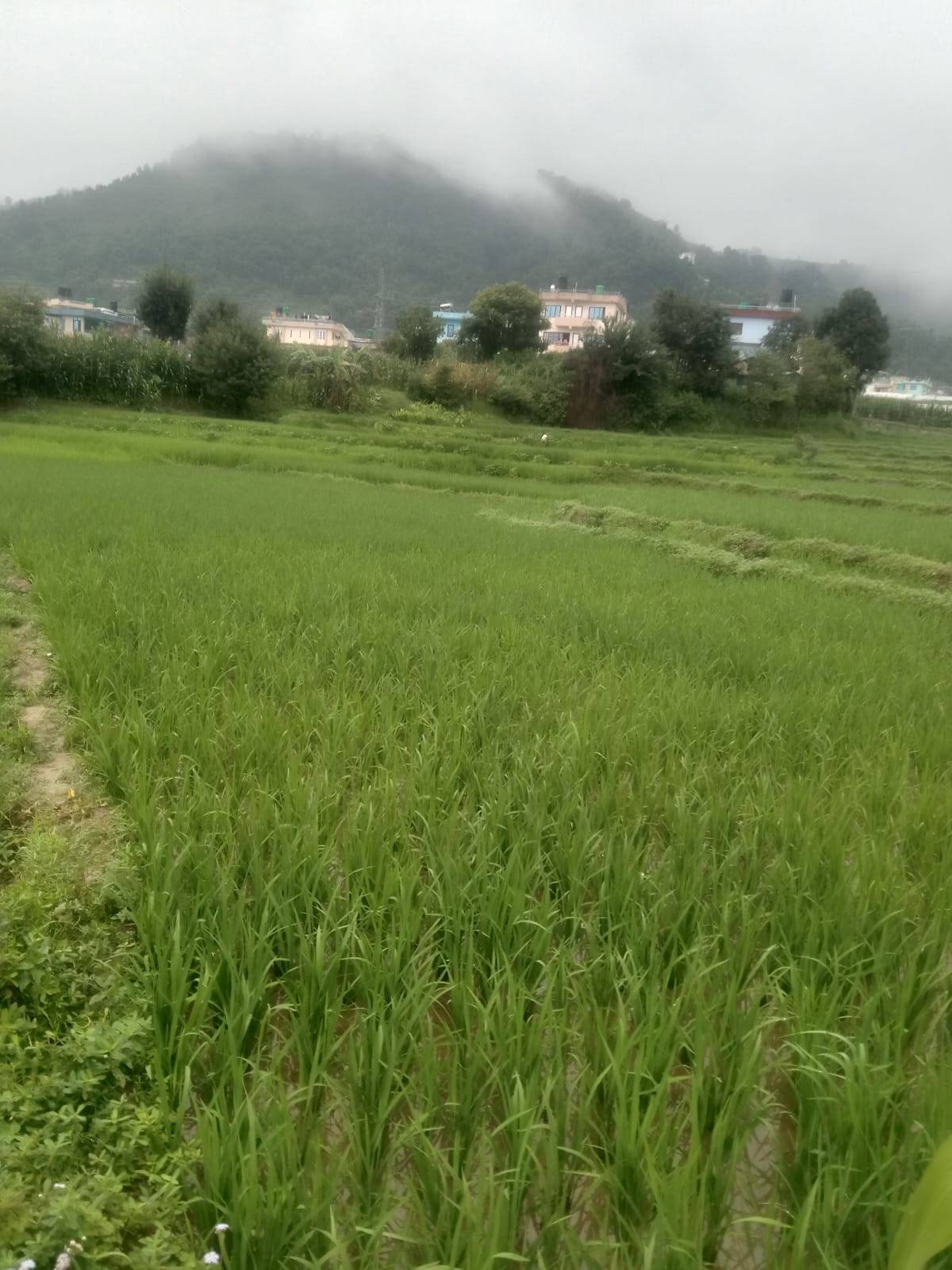 #SS2411 Residential Land on sell at Dadhikot, Suryabinayak