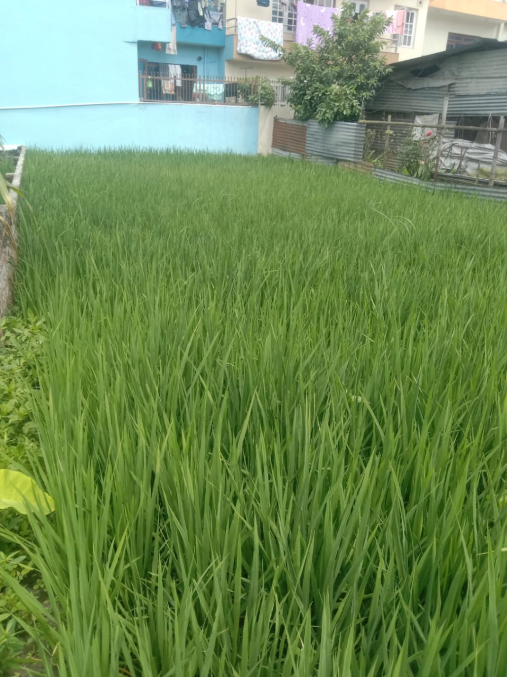 #SS2511 Residential Land on sell at Adarsha , Suryabinayak