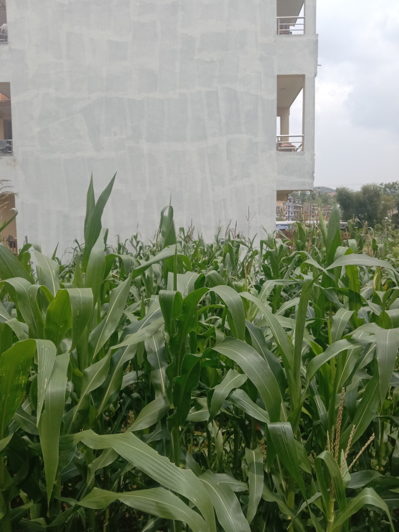 #SS1992 Residential Land on sell at Dadhikot, Suryabinayak