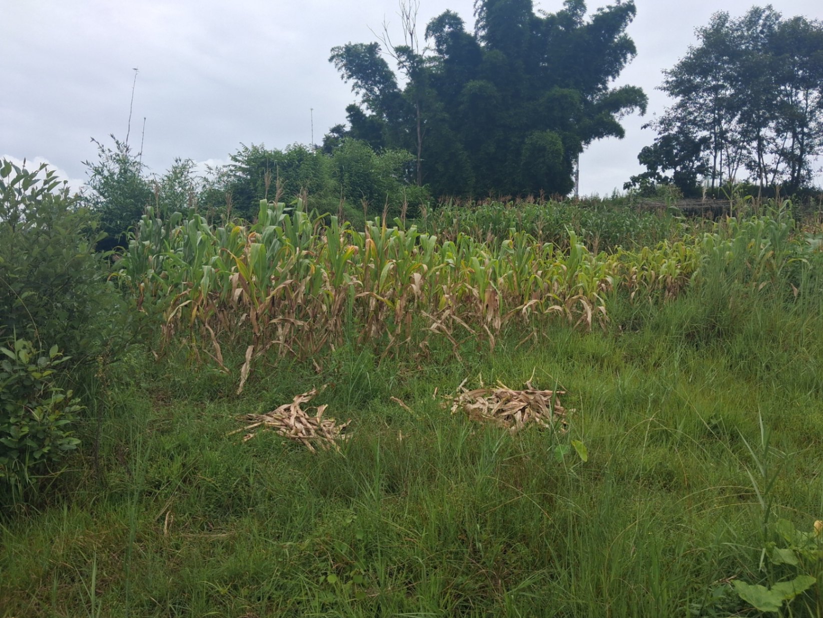 #SS2477 Residential Land on sell at Khulaltar, Shankharapur