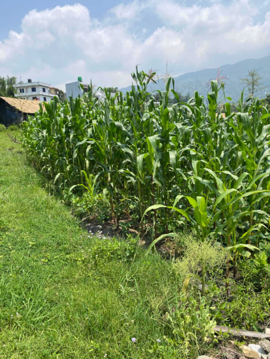 #SS2152 Residential Land on sell at Sanagau, Shankharapur