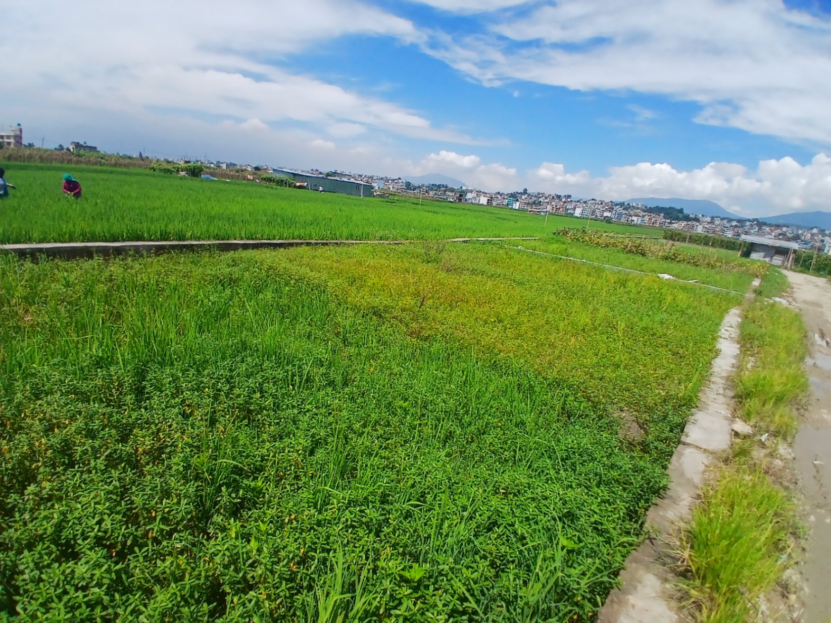 #SS2539 Plotting Land on sell at Nepal engineering college, Changunarayan