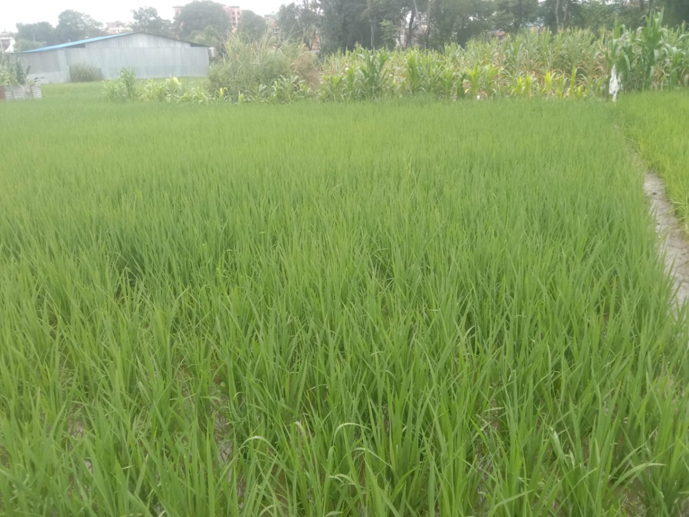 #SS2350 Residential Land on sell at Tathali, Changunarayan