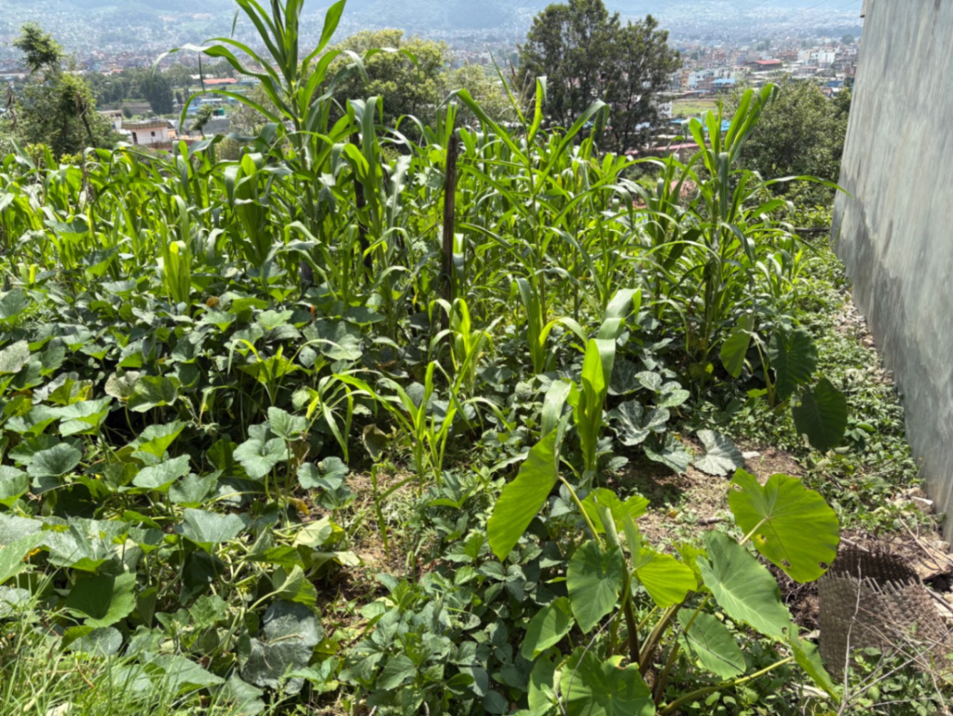 #SS2199 Residential Land on sell at Balambu, Chandragiri