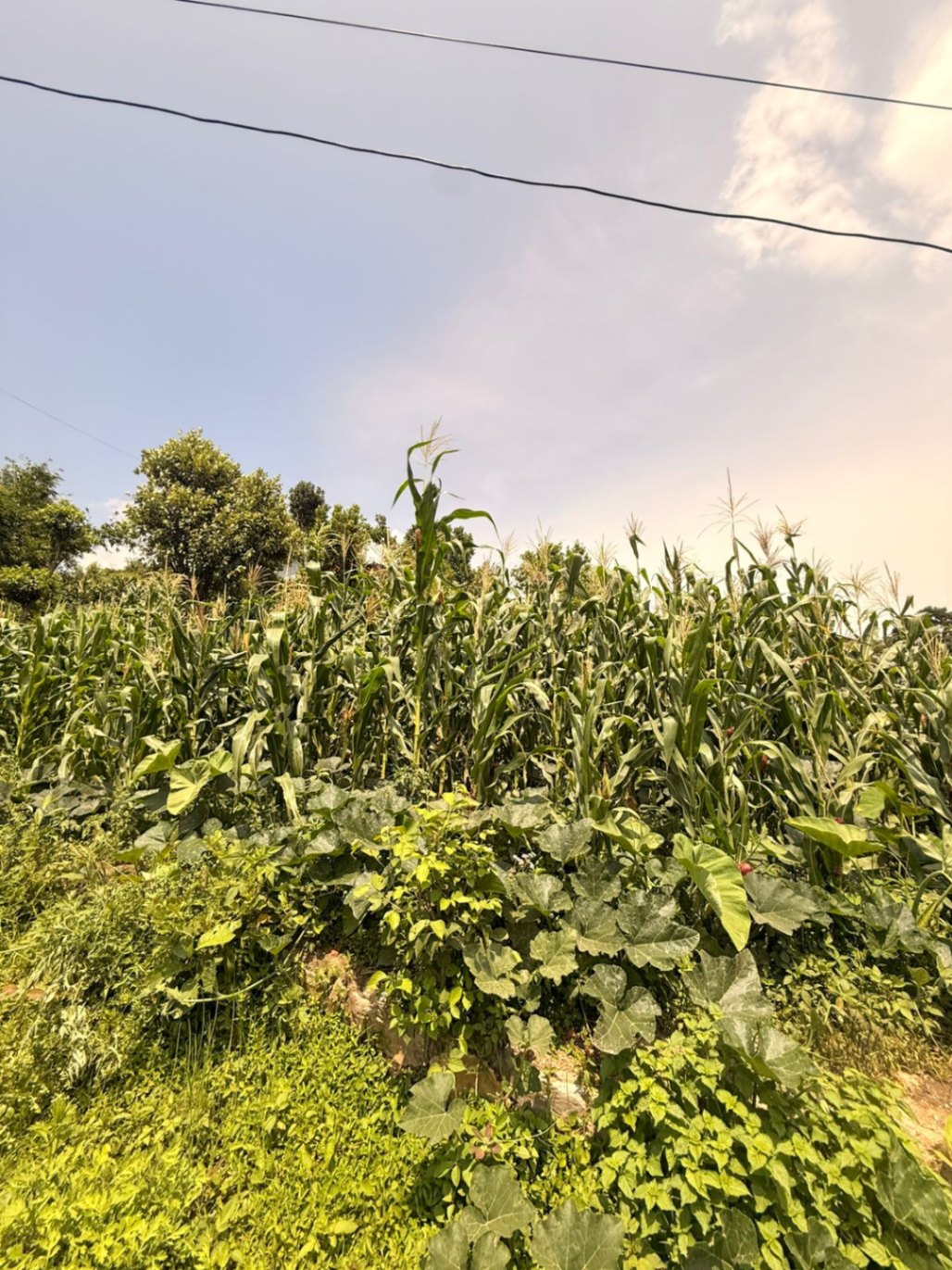 #SS2168 Residential Land on sell at Ramkot, Nagarjun