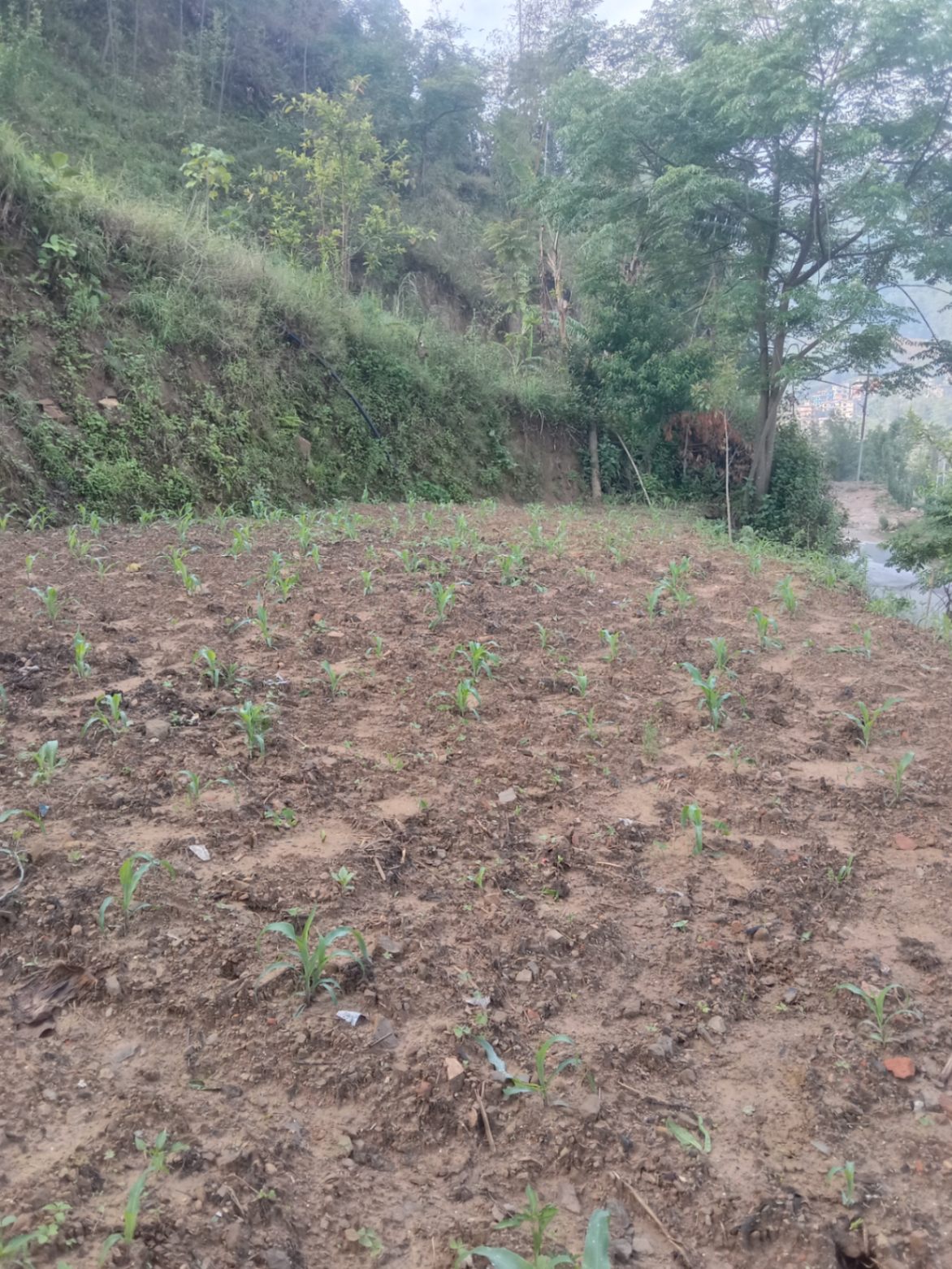 #SS1583 Residential Land on sell at Sipadol, Suryabinayak