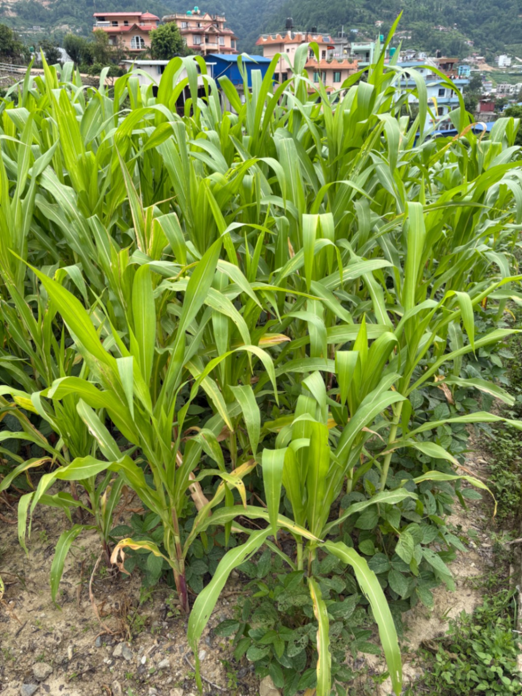 #SS2202 Residential Land on sell at Ramkot, Nagarjun