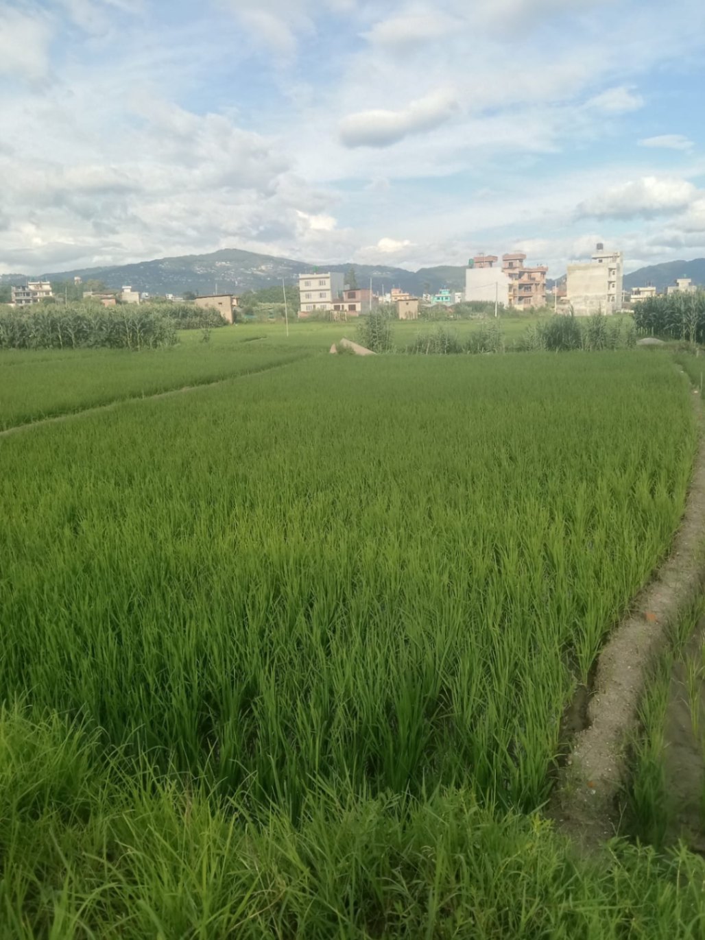 #SS2349 Residential Land on sell at Duwakot, Changunarayan