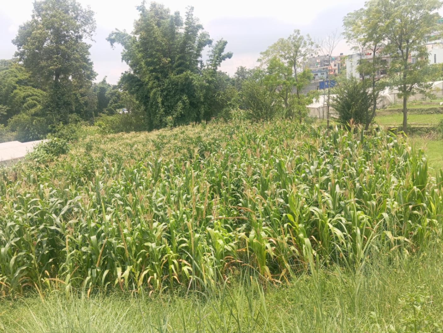 #SS2289 Agricultural Land on sell at Ramkot, Nagarjun