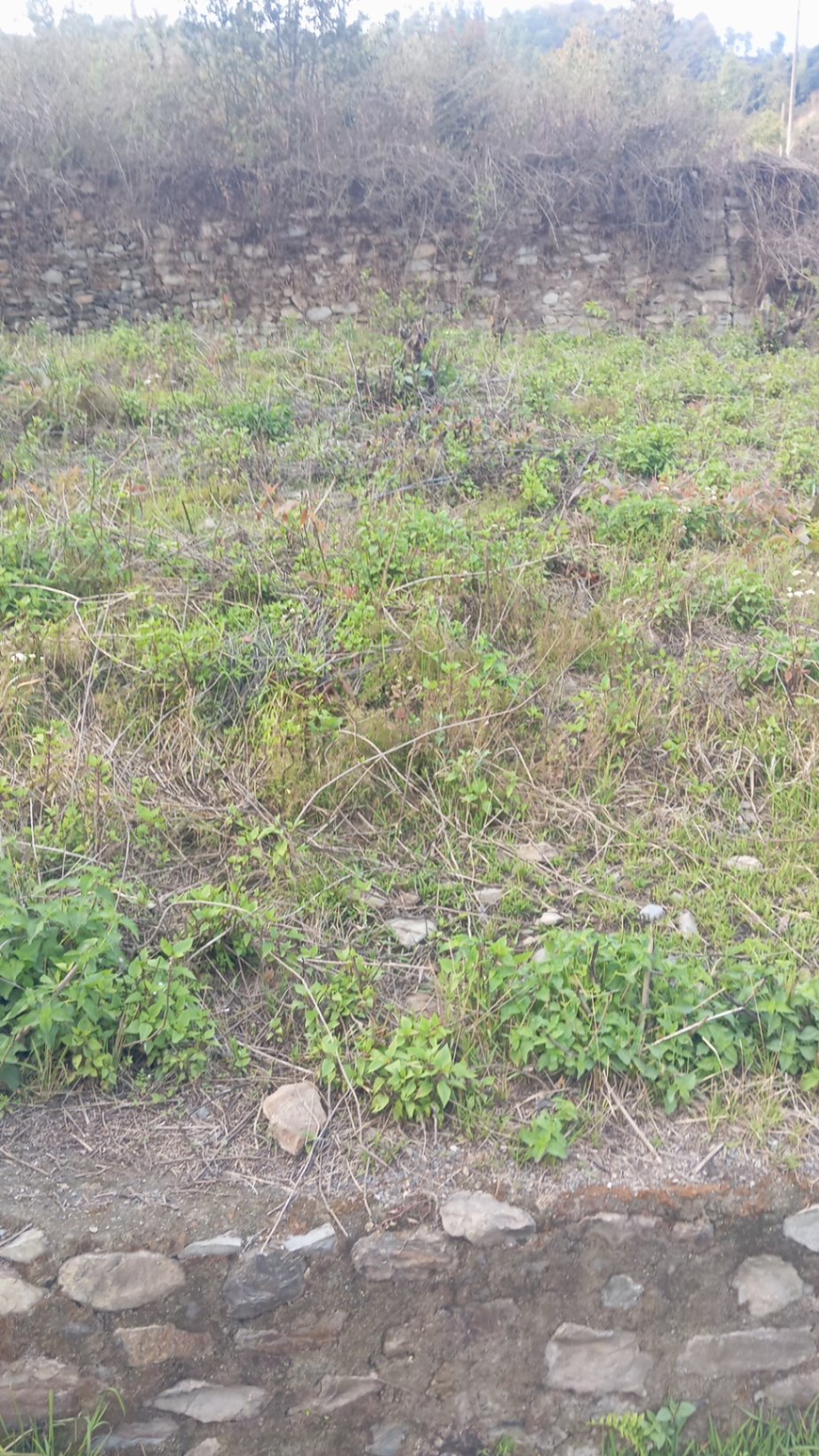 #SS1444 Residential Land on sell at Baadbhyanjyang, Chandragiri