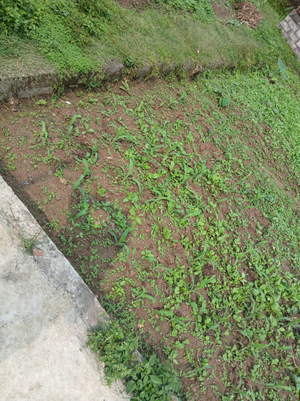 #SS1758 Residential Land on sell at Thali, Kageshwari-Manohara