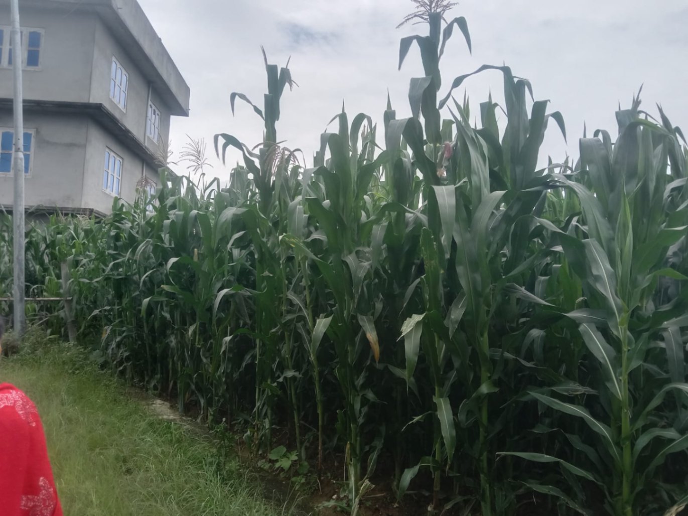 #SS2307 Residential Land on sell at Gundu, Suryabinayak