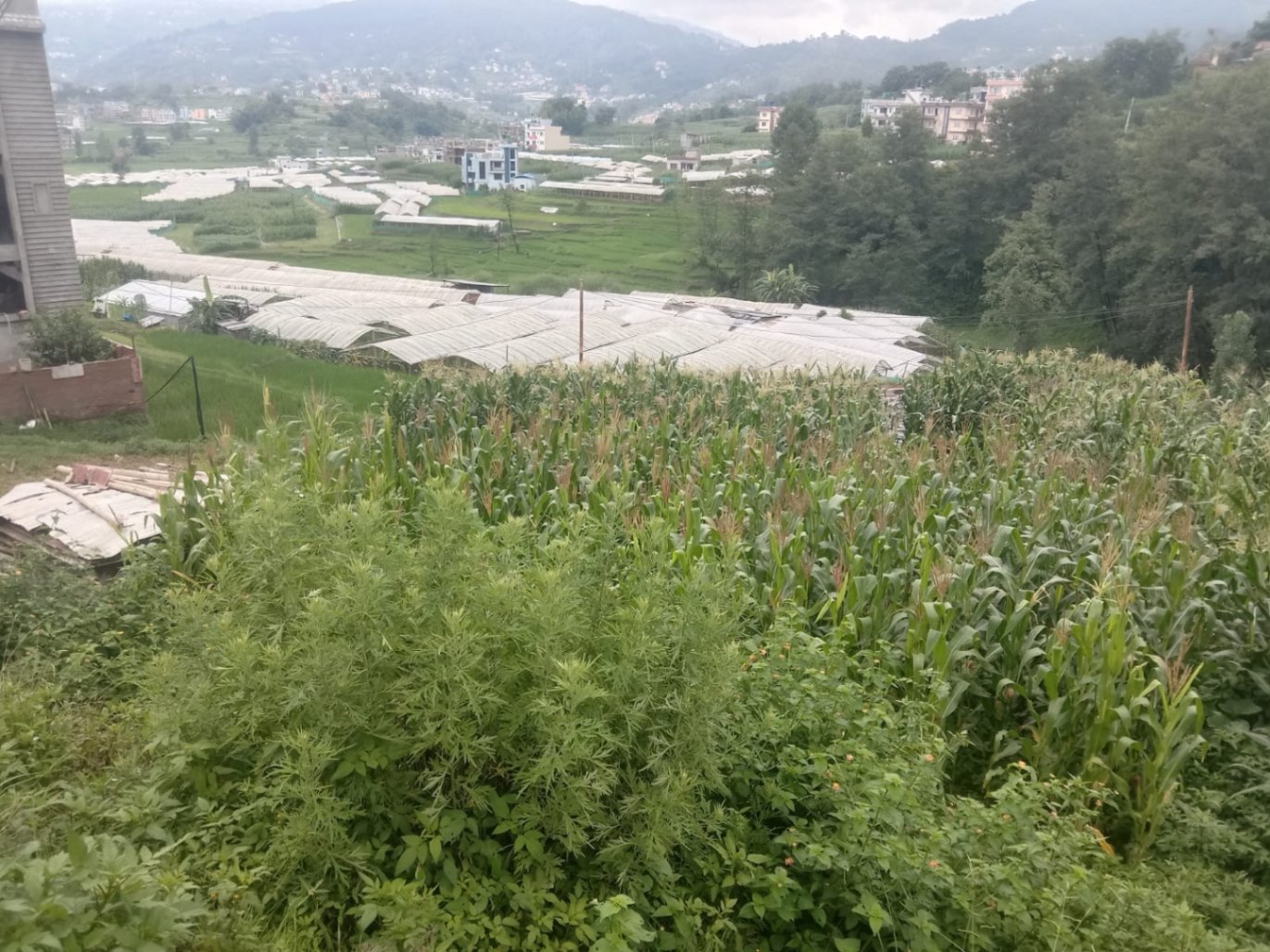 #SS2306 Residential Land on sell at Chittapol, Suryabinayak