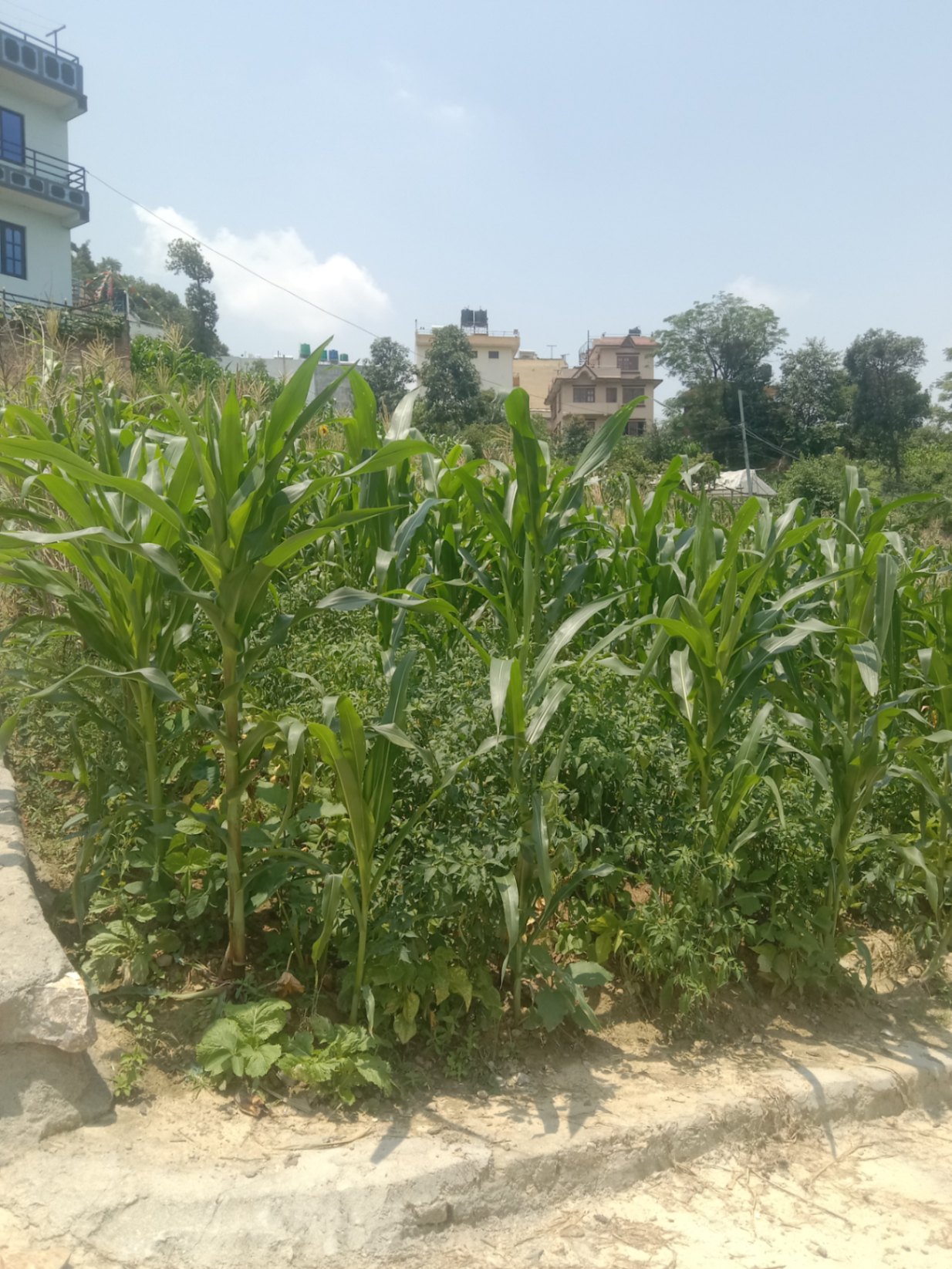 #SS2145 Plotting Land on sell at Katunje, Suryabinayak