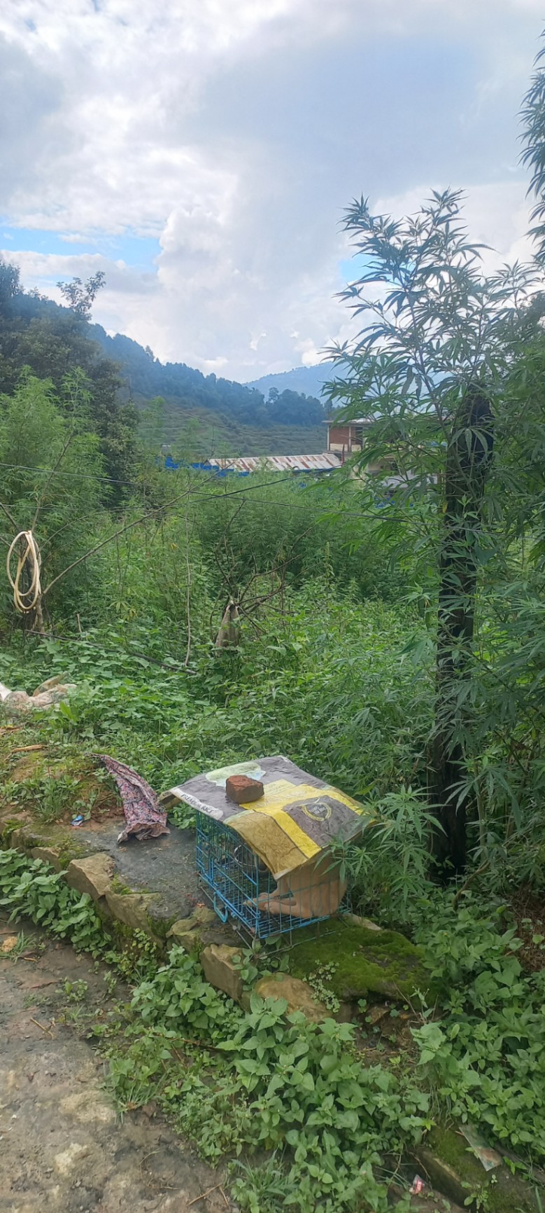 #SS2407 Residential Land on sell at Machhegaun, Kirtipur