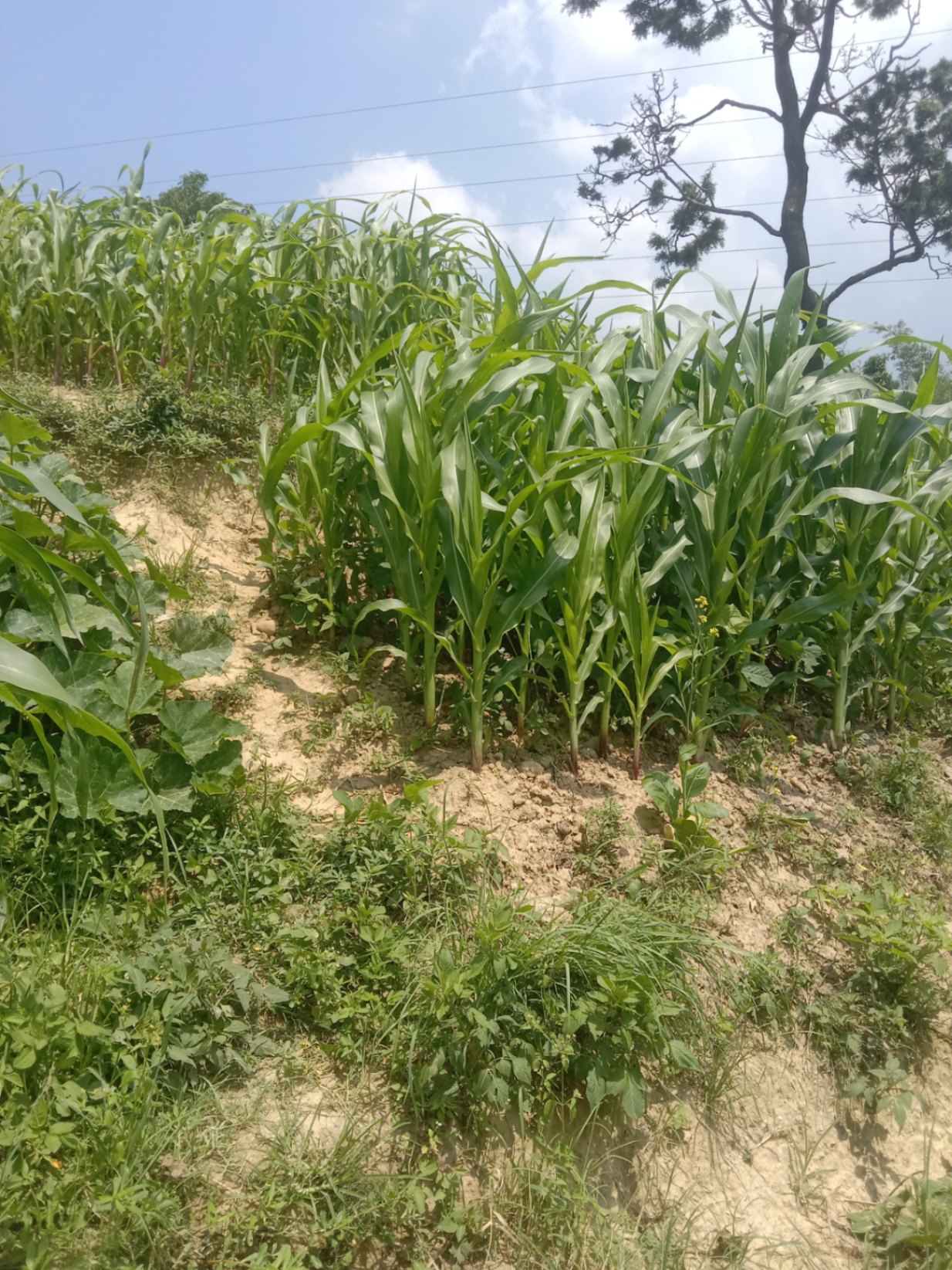 #SS2147 Commercial Land on sell at Gundu, Suryabinayak