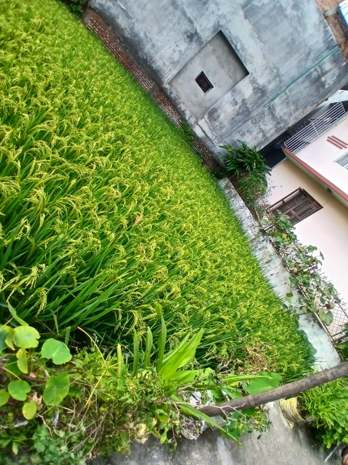 #SS2714 Residential Land on sell at Thali gajarakot, Kageshwari-Manohara