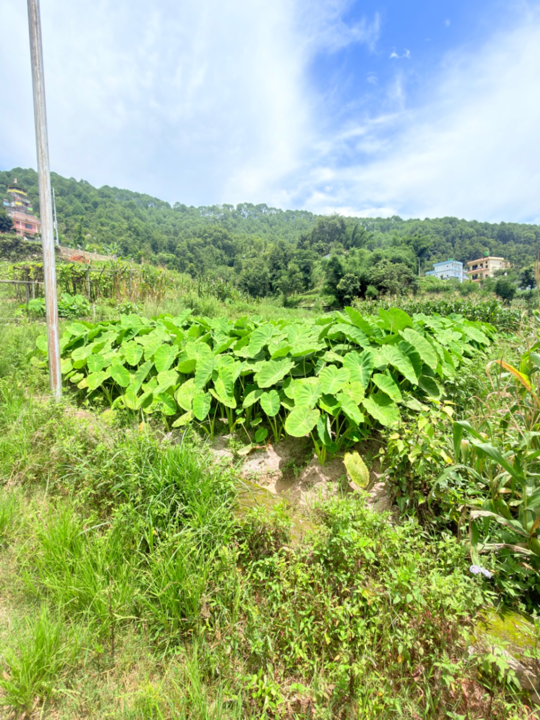 #SS2448 Residential Land on sell at Chunikhel, Budhanilkantha