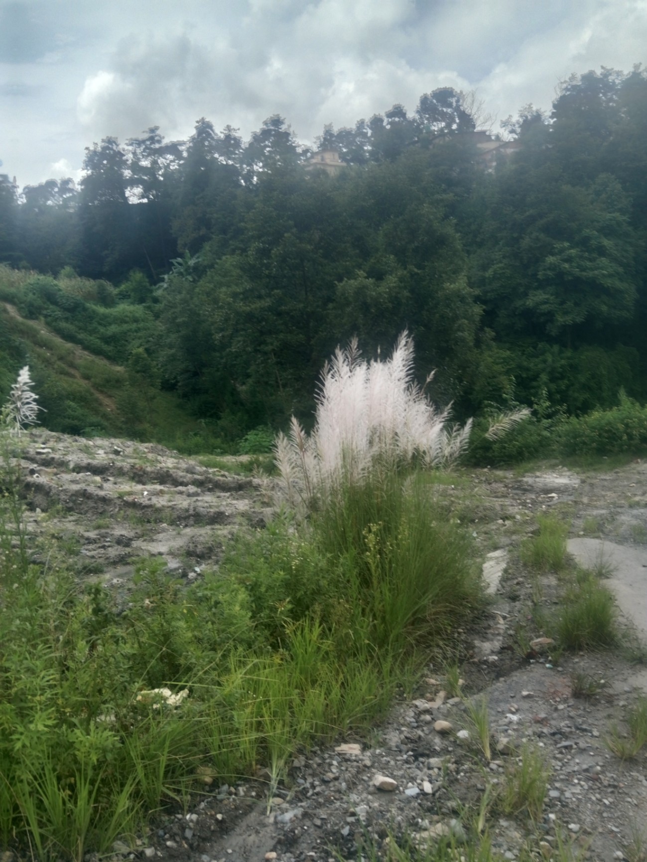 #SS2478 Plotting Land on sell at Budhanilkantha, Budhanilkantha