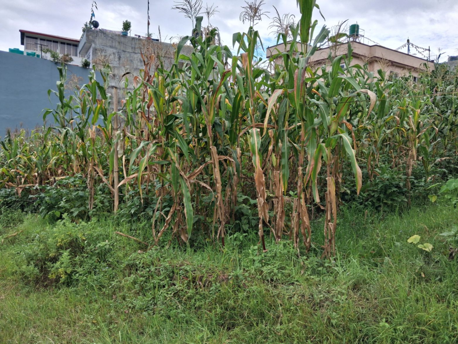 #SS2429 Residential Land on sell at Dachi, Kageshwari-Manohara