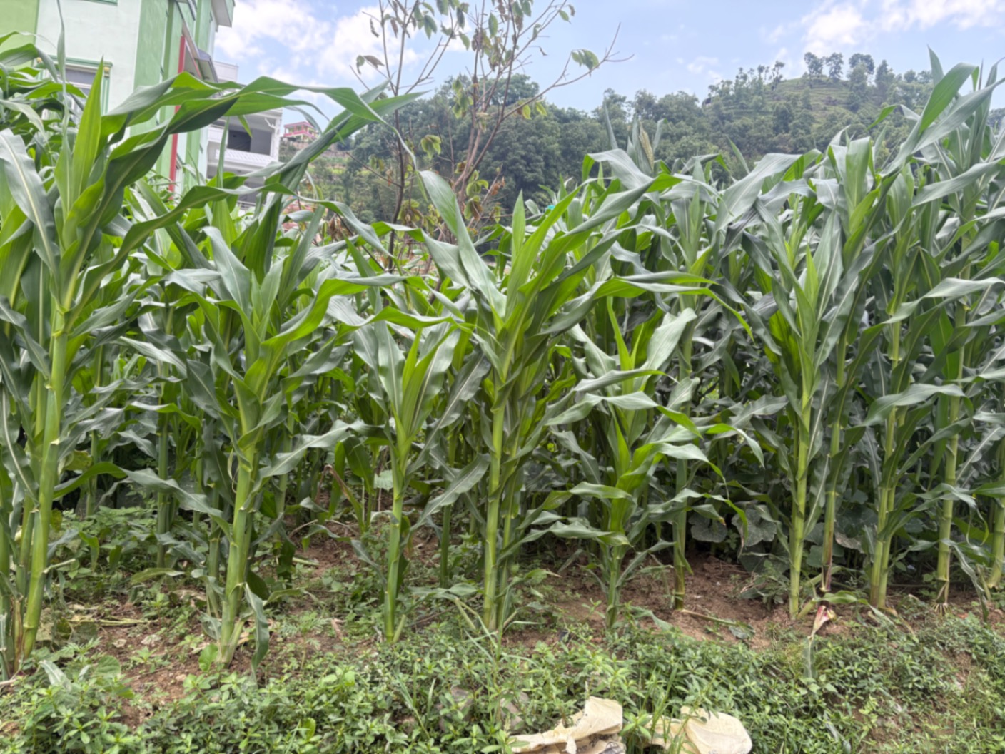 #SS2055 Semi-commericial Land on sell at Nagdhunga, Chandragiri