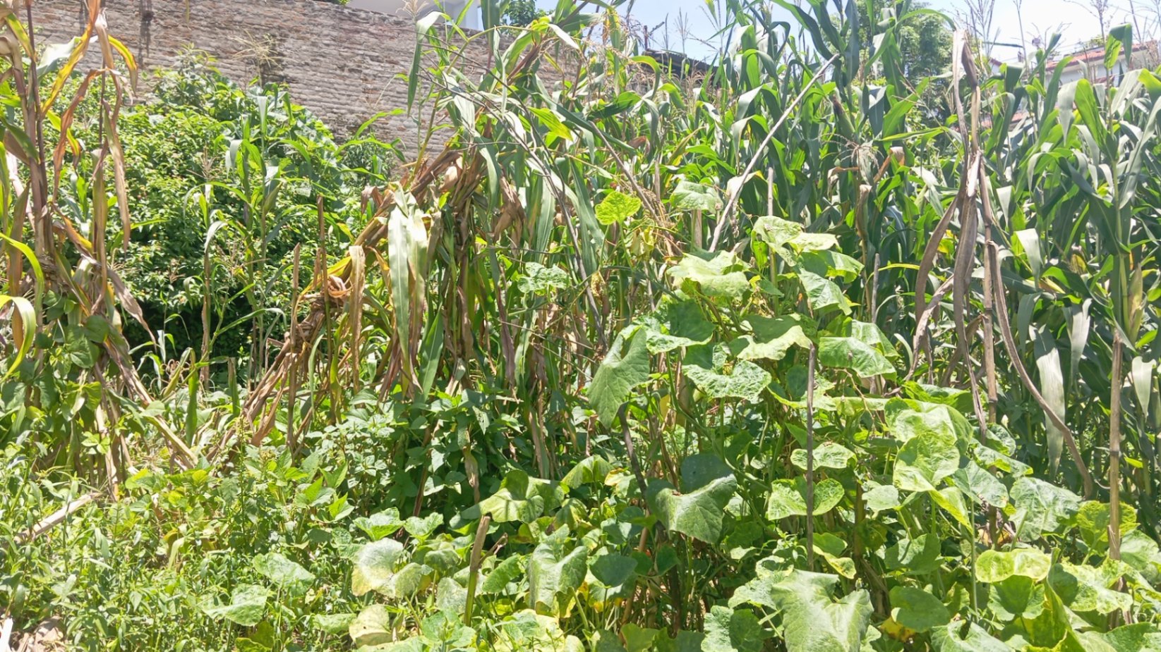 #SS2370 Residential Land on sell at Tinthana, Chandragiri