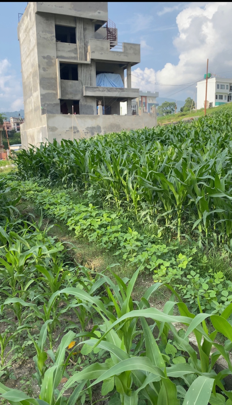 #SS2086 Residential Land on sell at Bhadrabas, Kageshwari-Manohara