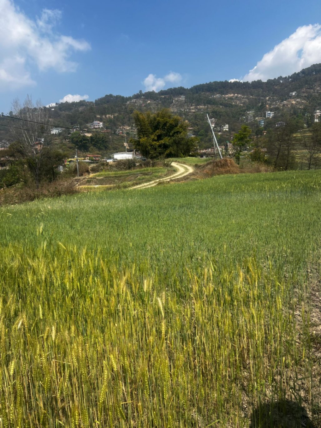 #SS1388 Agricultural Land on sell at chhaling, Changunarayan