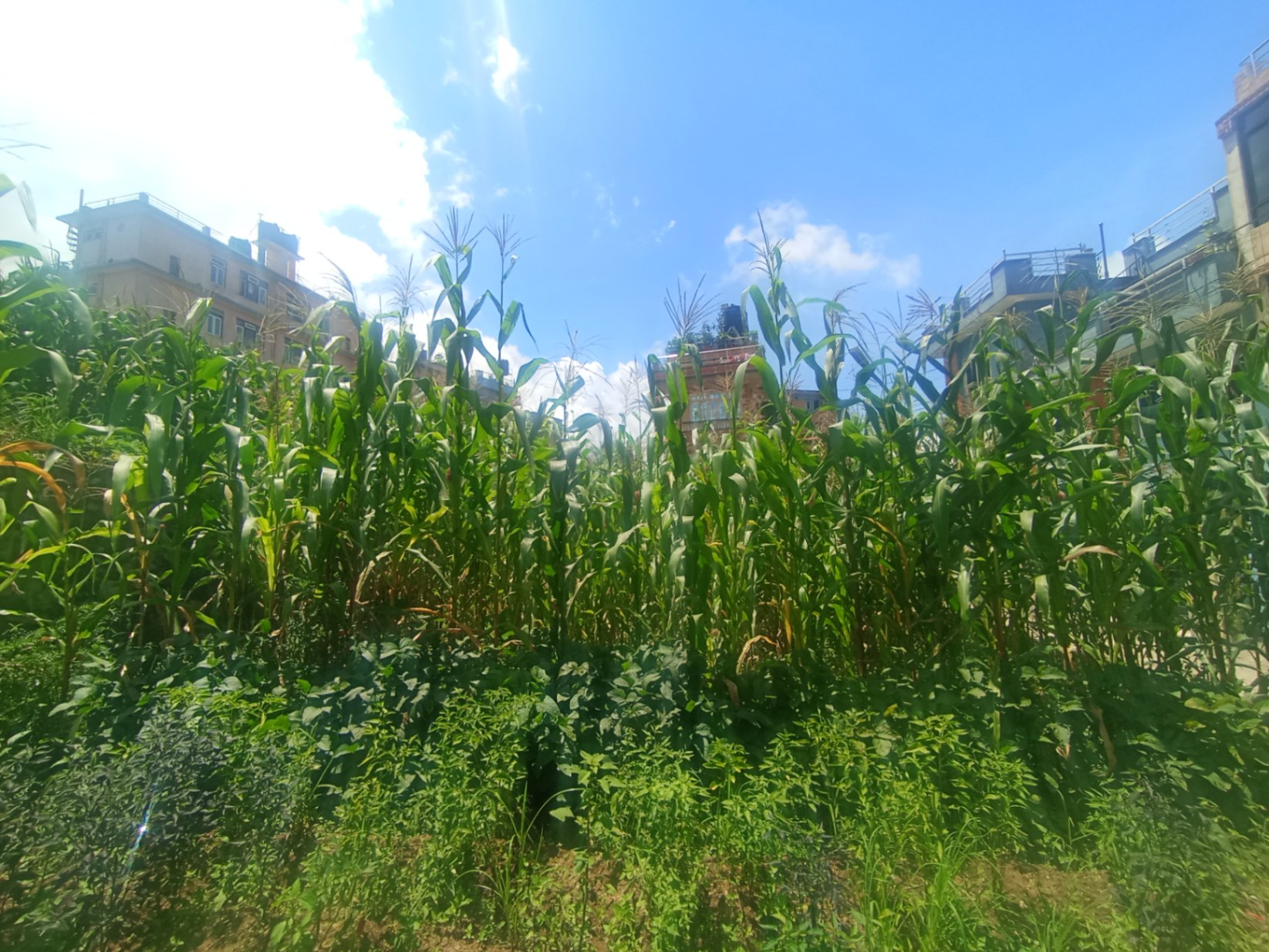 #SS2367 Residential Land on sell at Thankot, Chandragiri