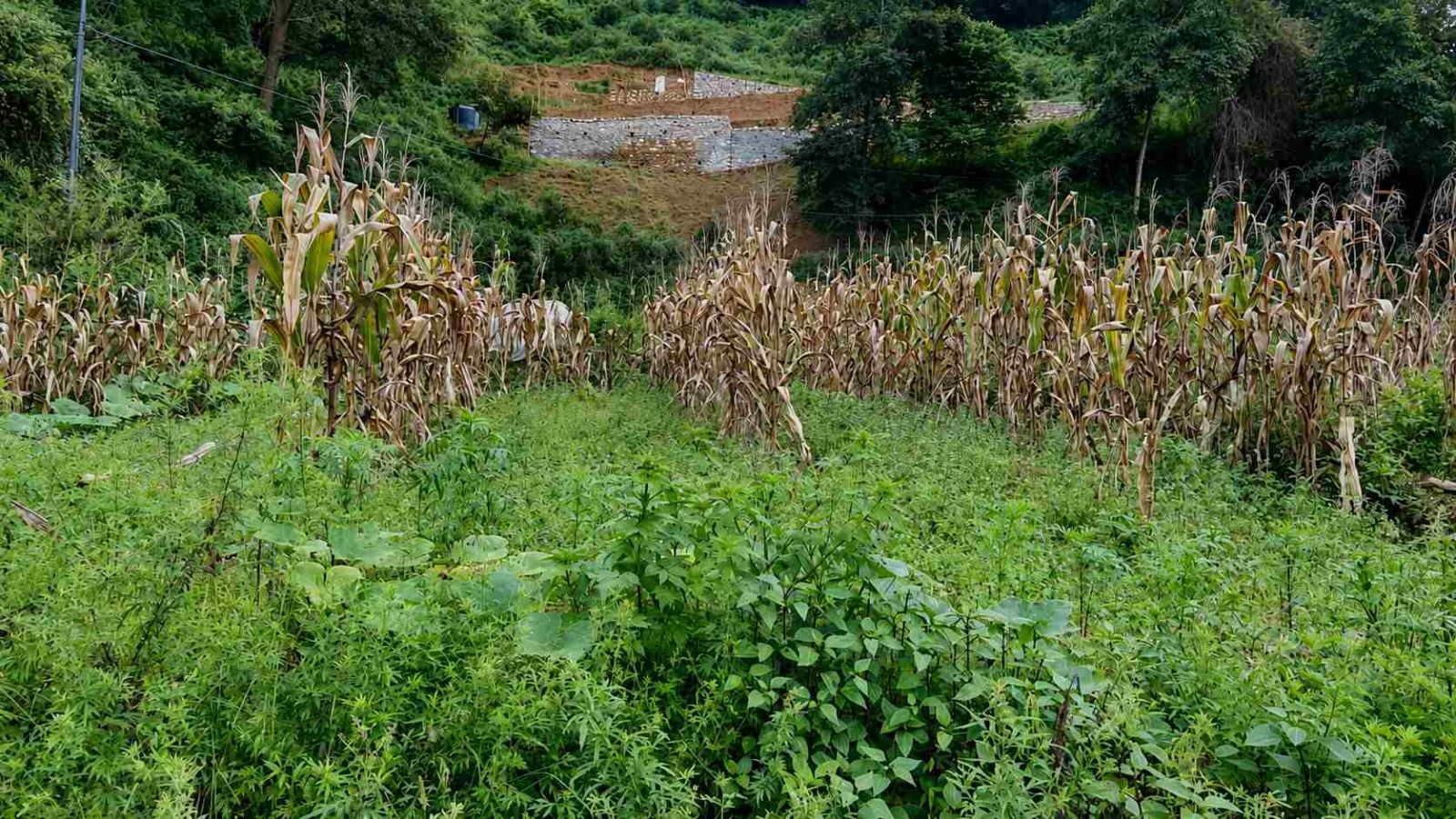 4 aana land for sale in Matatirtha, Machheguan
